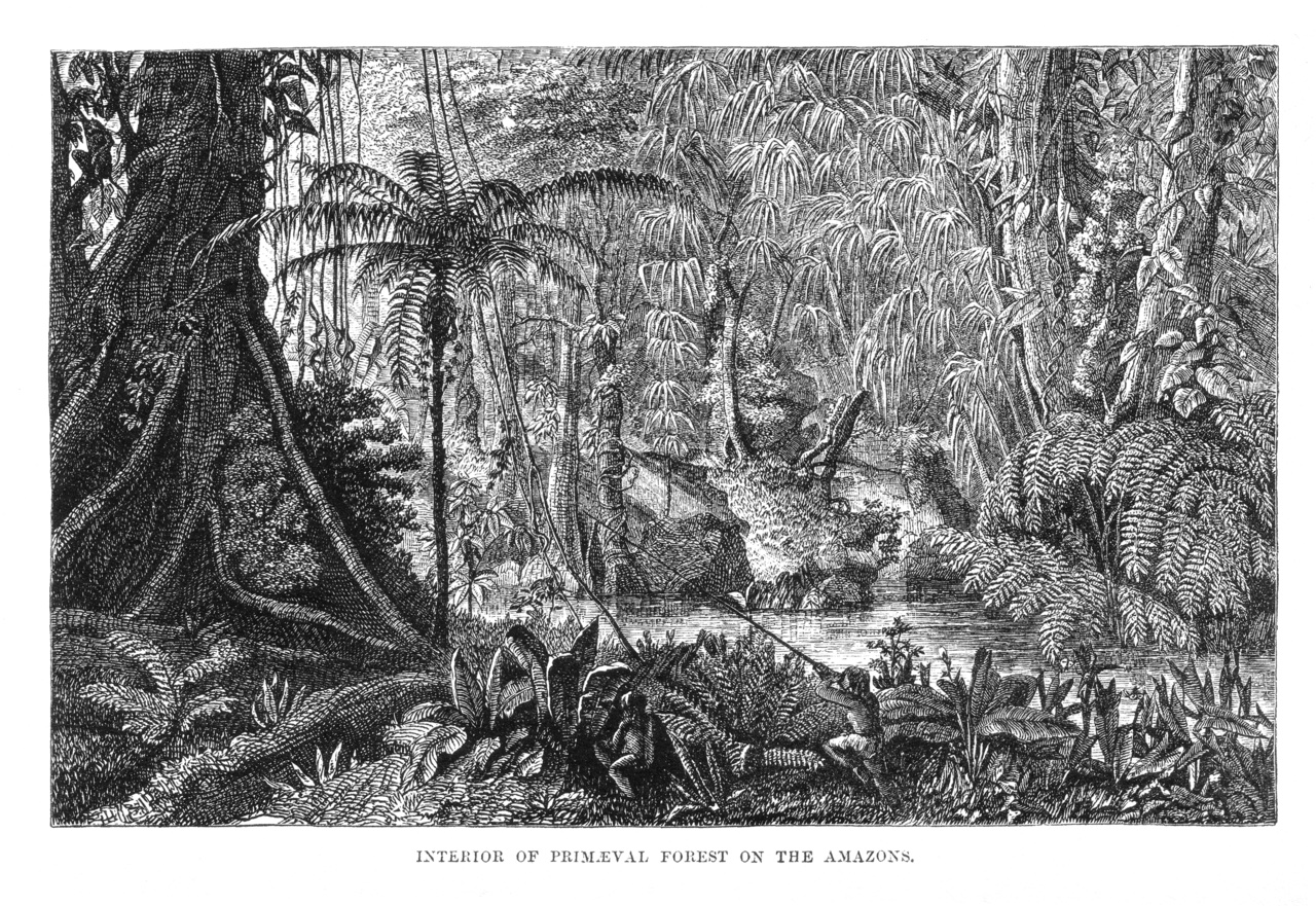 Deep inside the Amazon, giant trees reach toward the sky.
