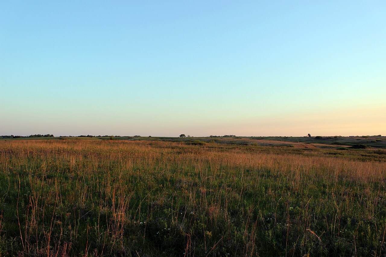 Cattle graze on the tall grass of the Great Plains.