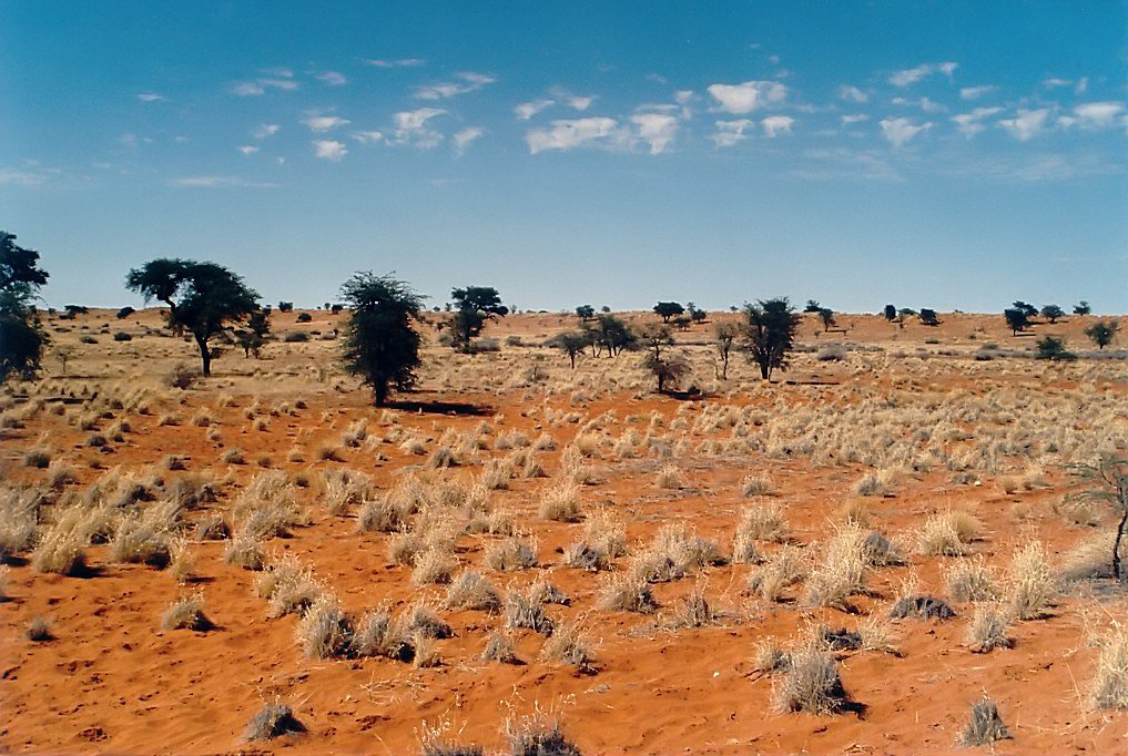 Red sand and dry grass spread across the Kalahari Desert.