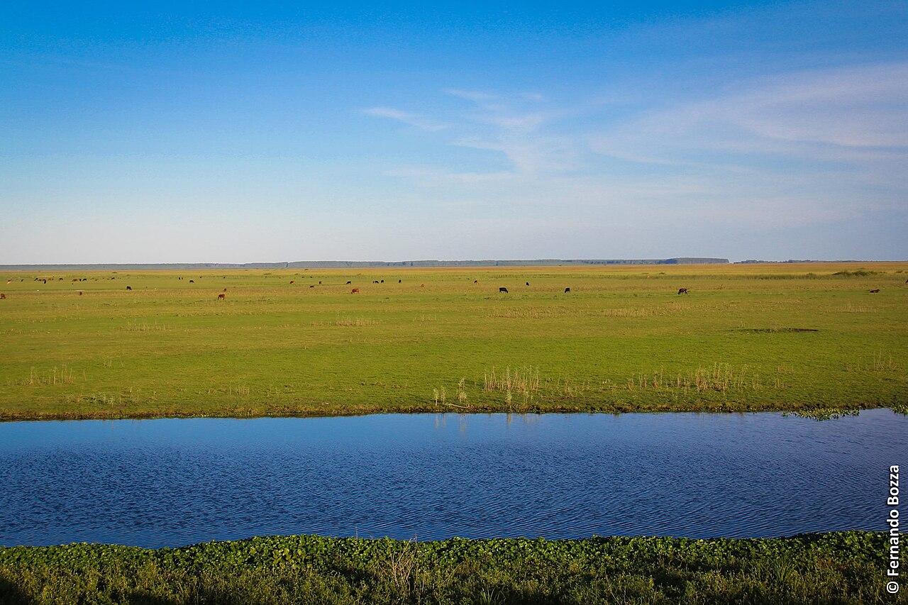 Tall grass and blue sky cover the rolling Pampas.