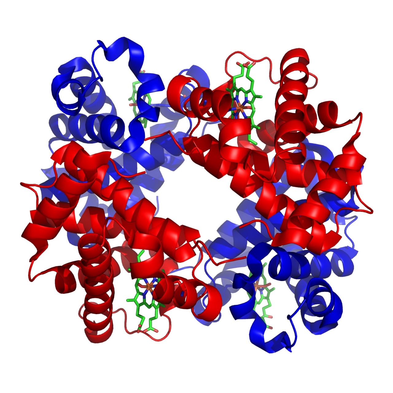 A colorful model of the part of blood that carries oxygen.