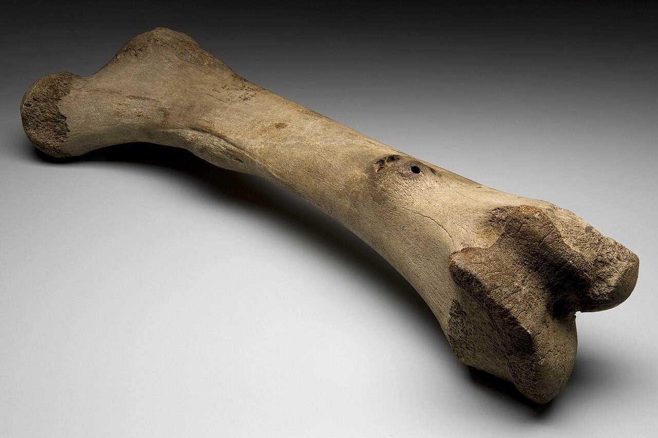 A huge ice age leg bone from a mammoth with two old bumps.