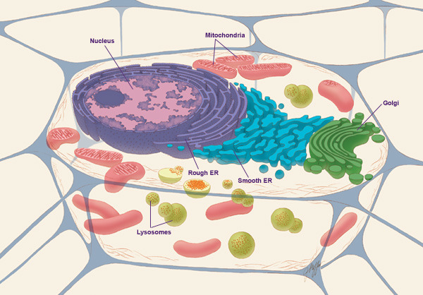 A colorful drawing of an animal cell and its parts.