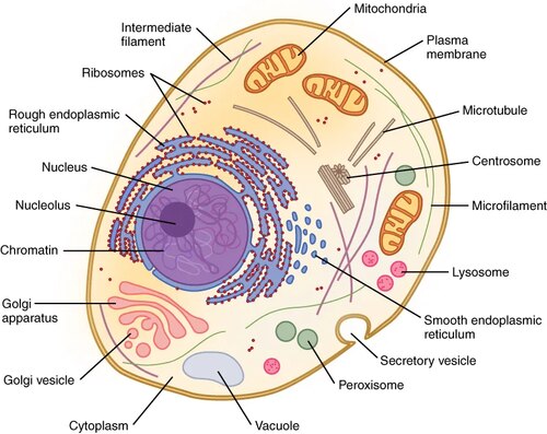 Cells
