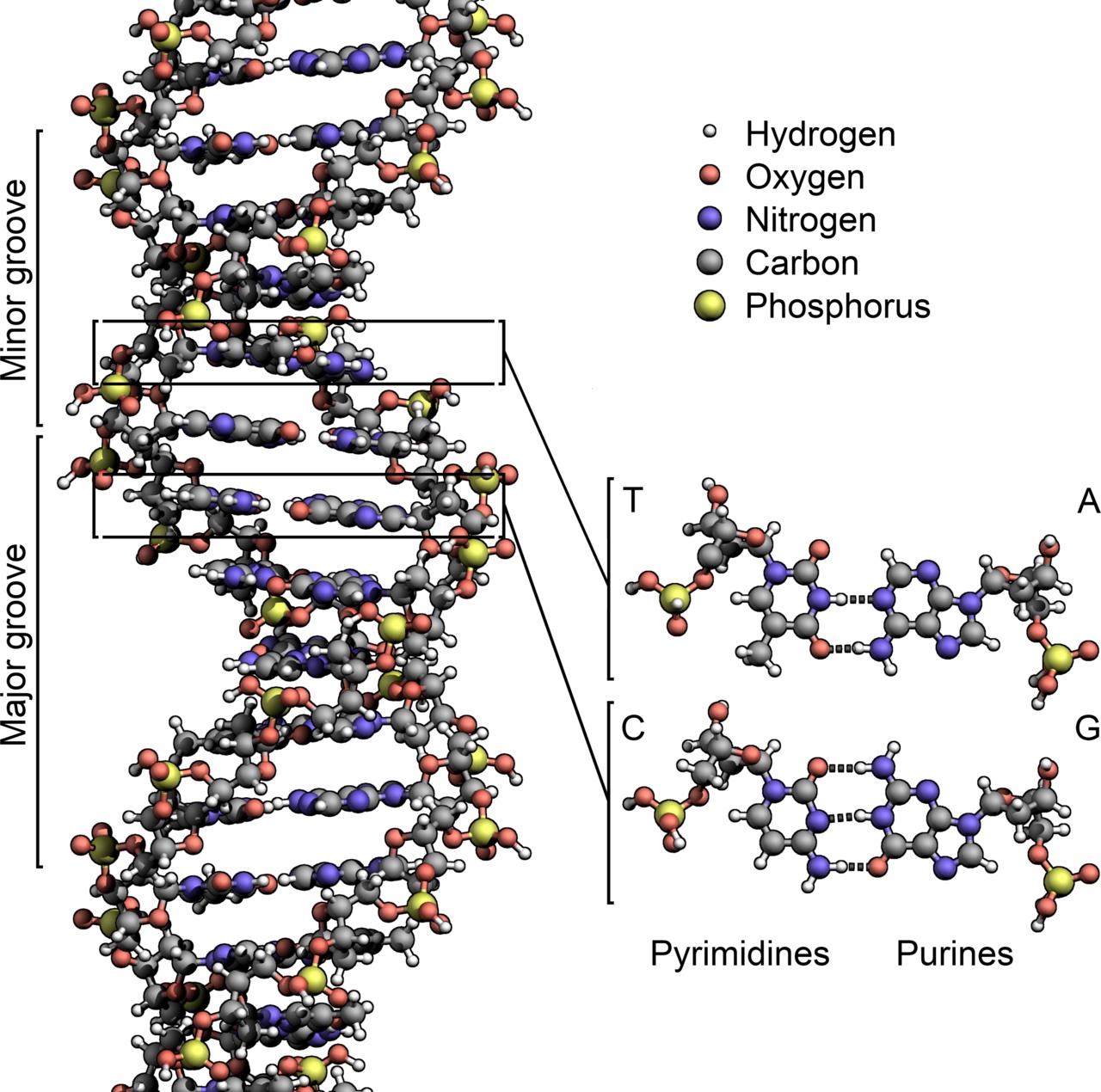 A close-up drawing of DNA and its twisted ladder shape.