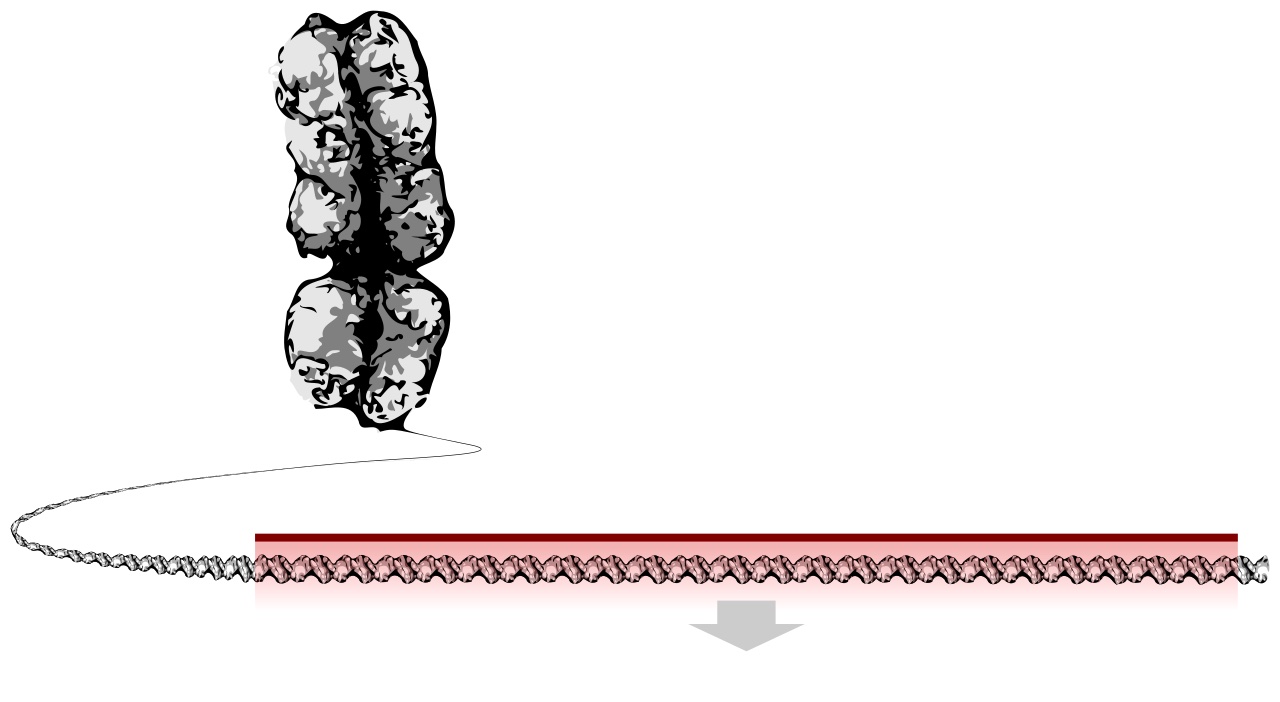 DNA