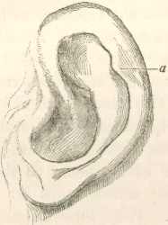 An old drawing of a human ear and its tiny muscles.
