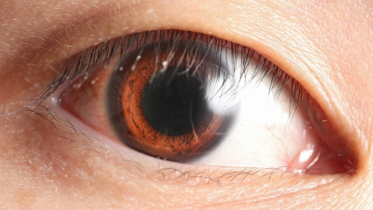 Eyes