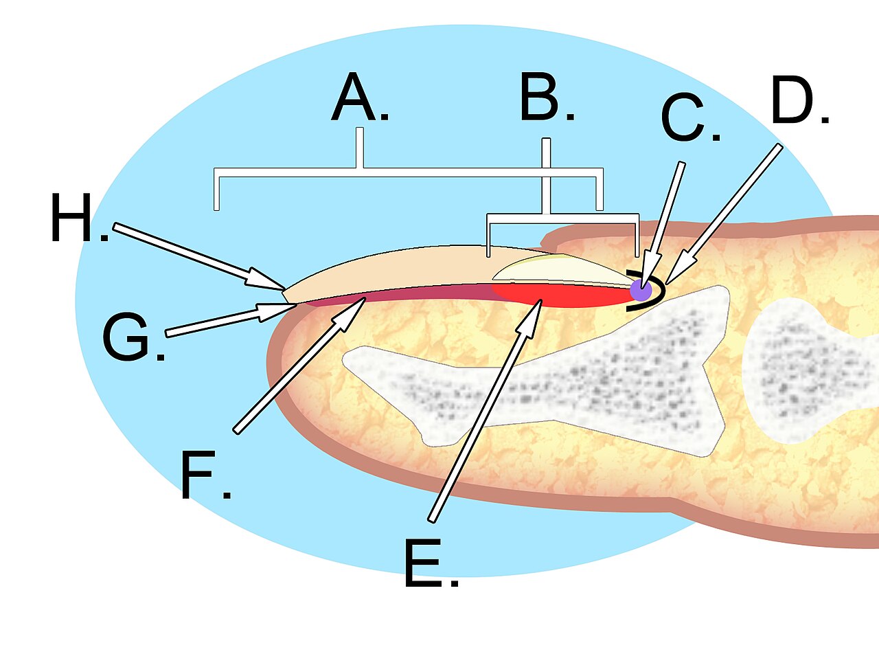A labeled drawing showing the parts of a fingernail.