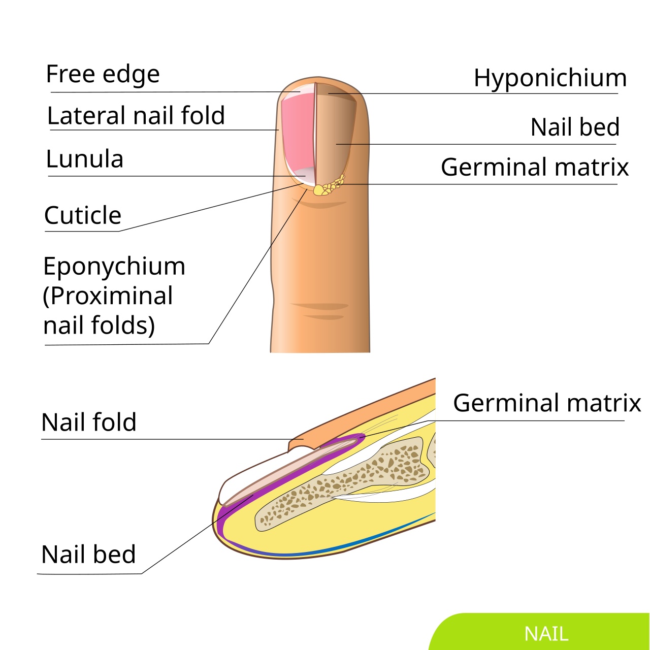 Fingernails