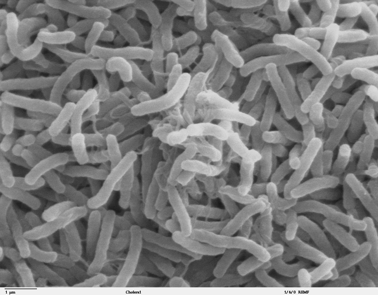 Germs