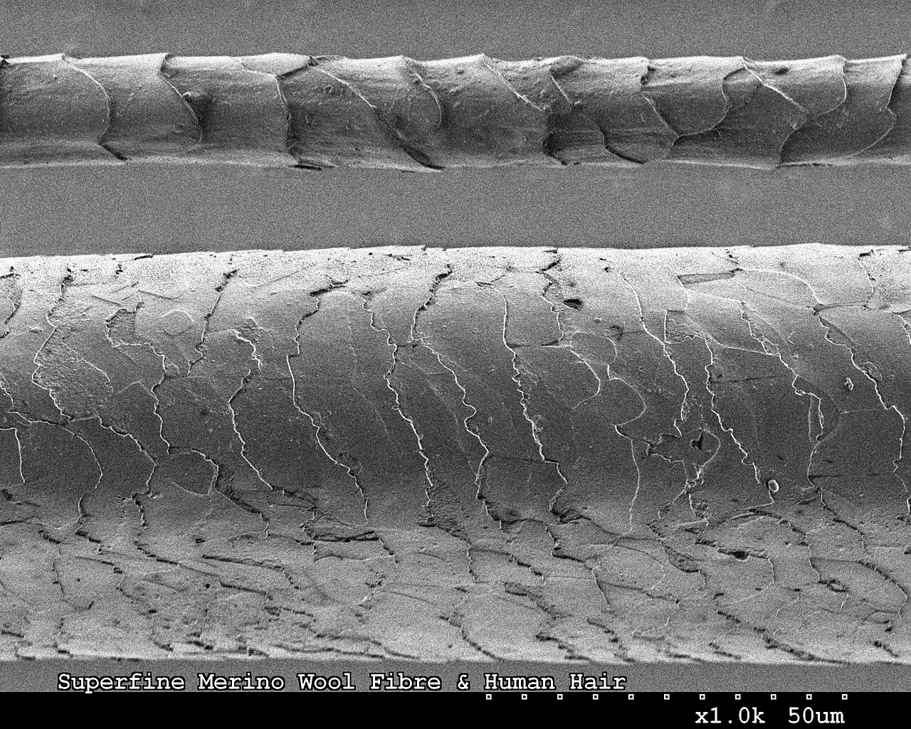 A close-up comparing soft sheep wool and a human hair.