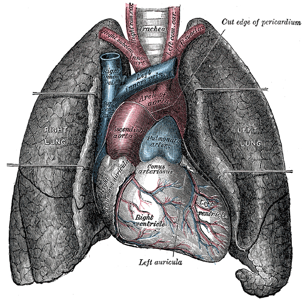 An old drawing of the heart and lungs working together.
