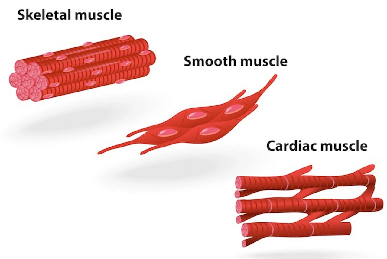 Muscles
