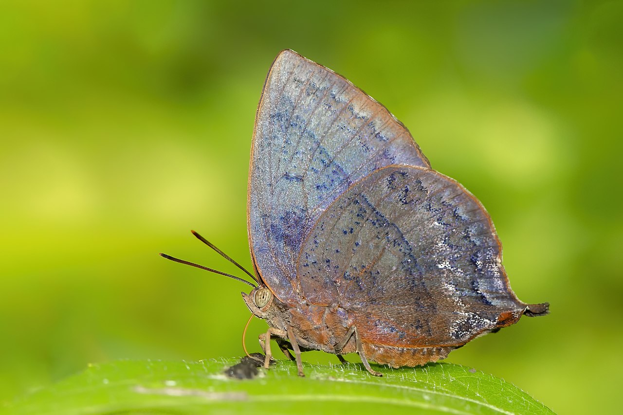 A pretty blue butterfly gathering food in nature.
