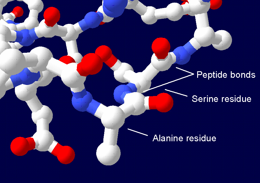 A simple drawing showing how proteins link together.