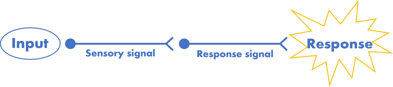 A simple drawing showing how a nerve makes a reflex happen.