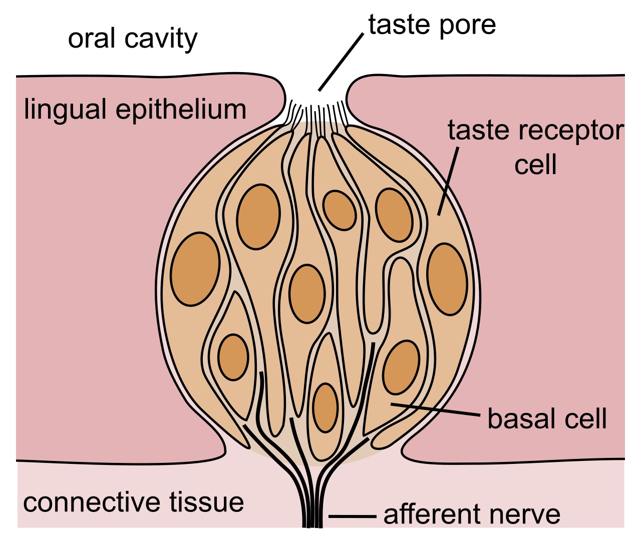 Sense of Taste