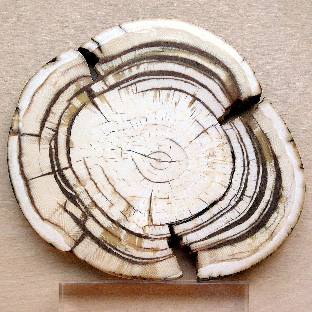 A slice of an old mammoth tooth found in Siberia.