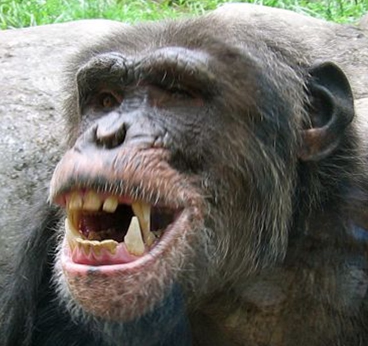 Teeth