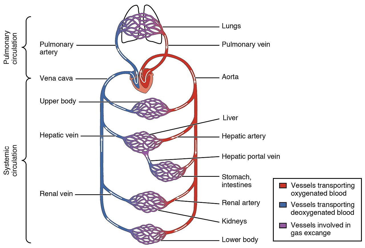 A drawing showing the heart and the paths that blood takes.