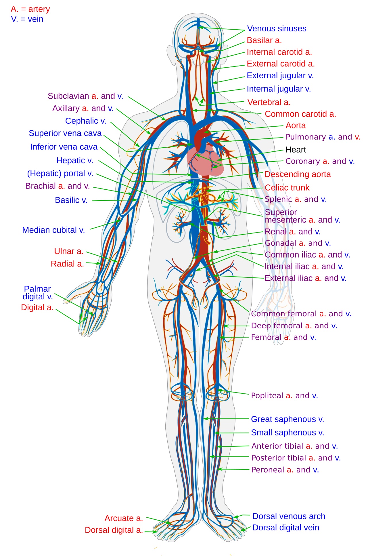 The Circulatory System