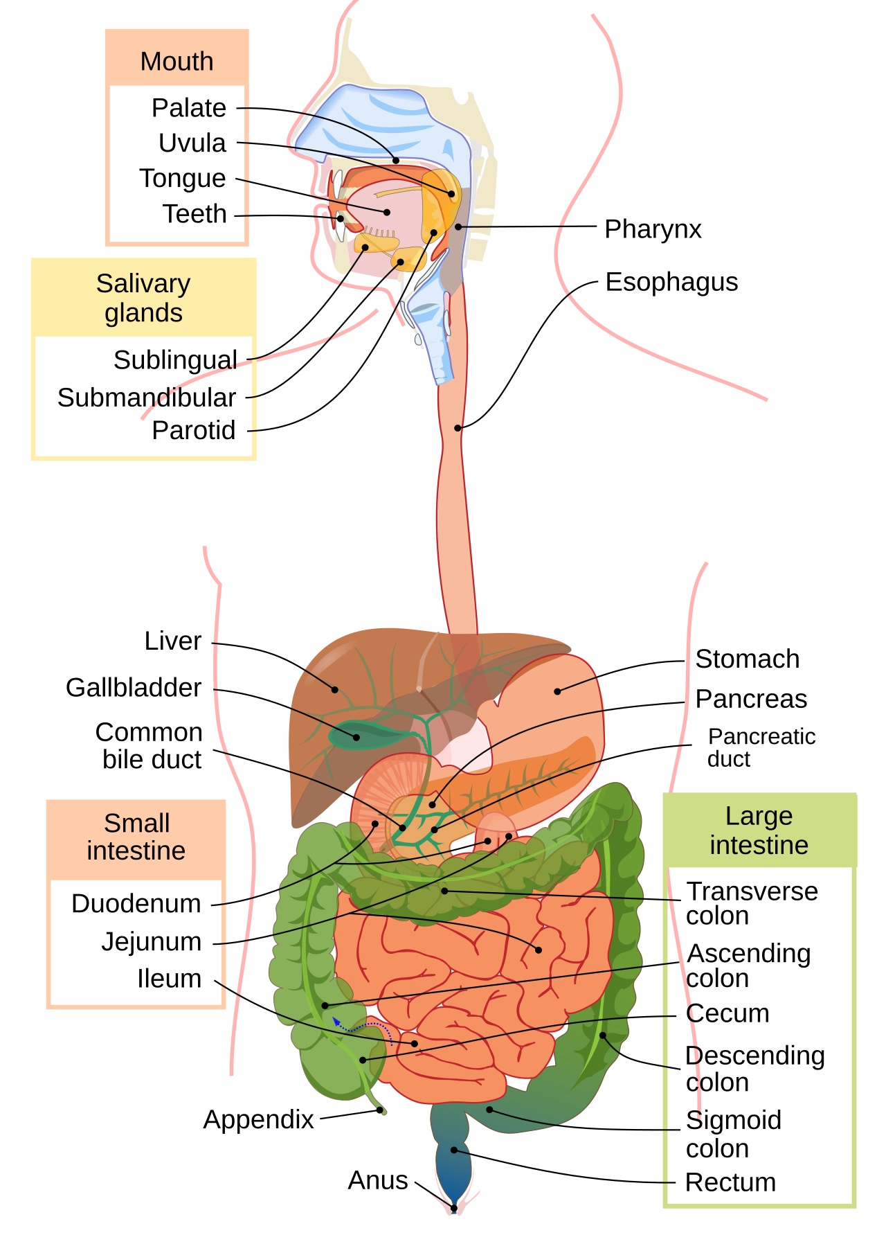 The Digestive System