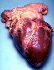 A real human heart shown up close.