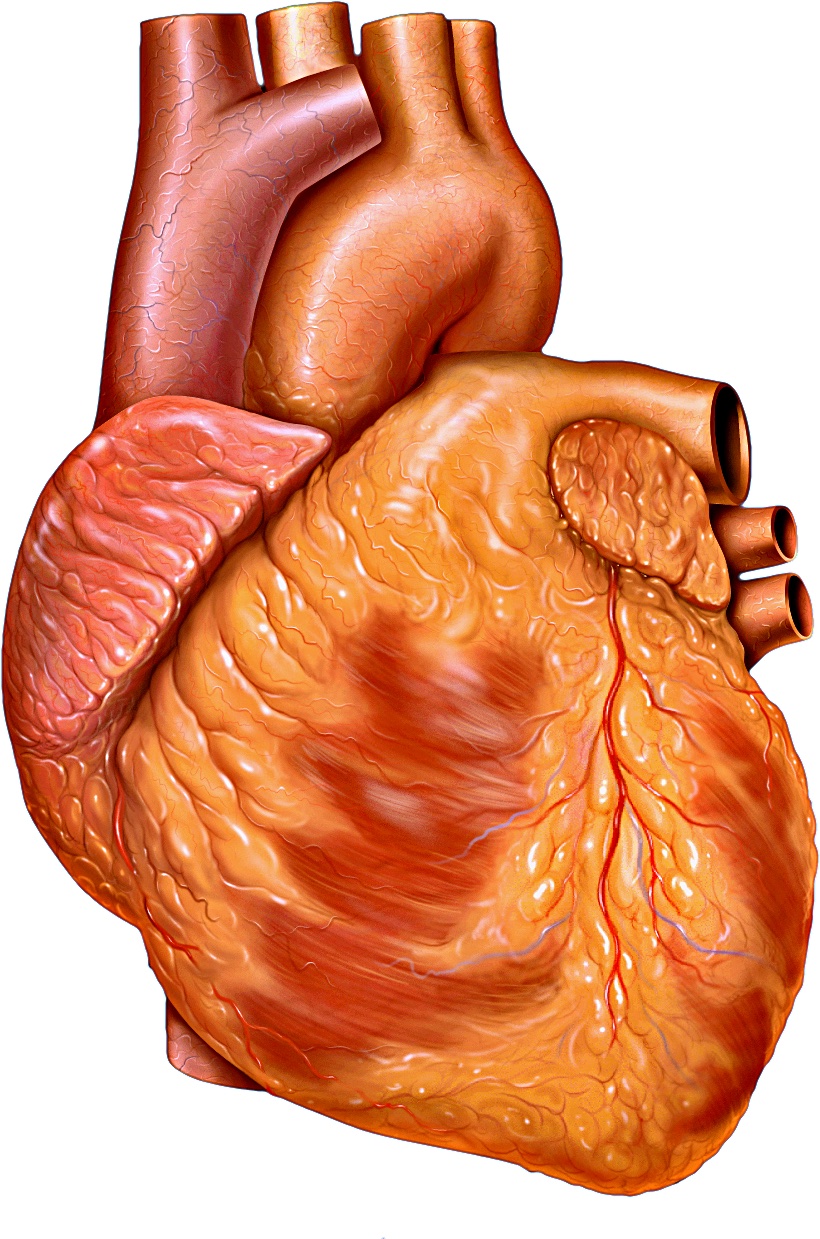 The Heart