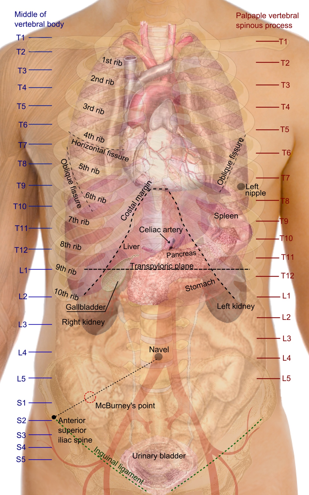 A drawing showing where the kidneys sit inside the body.