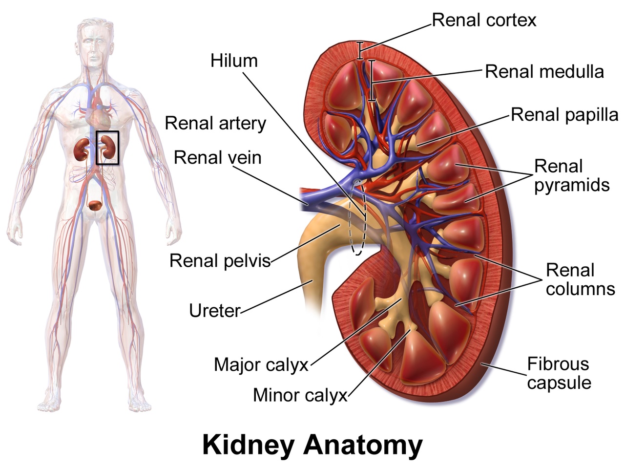 The Kidneys