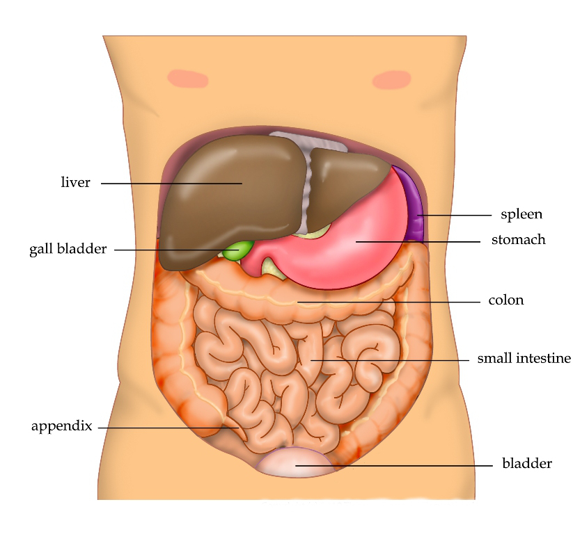 The Liver
