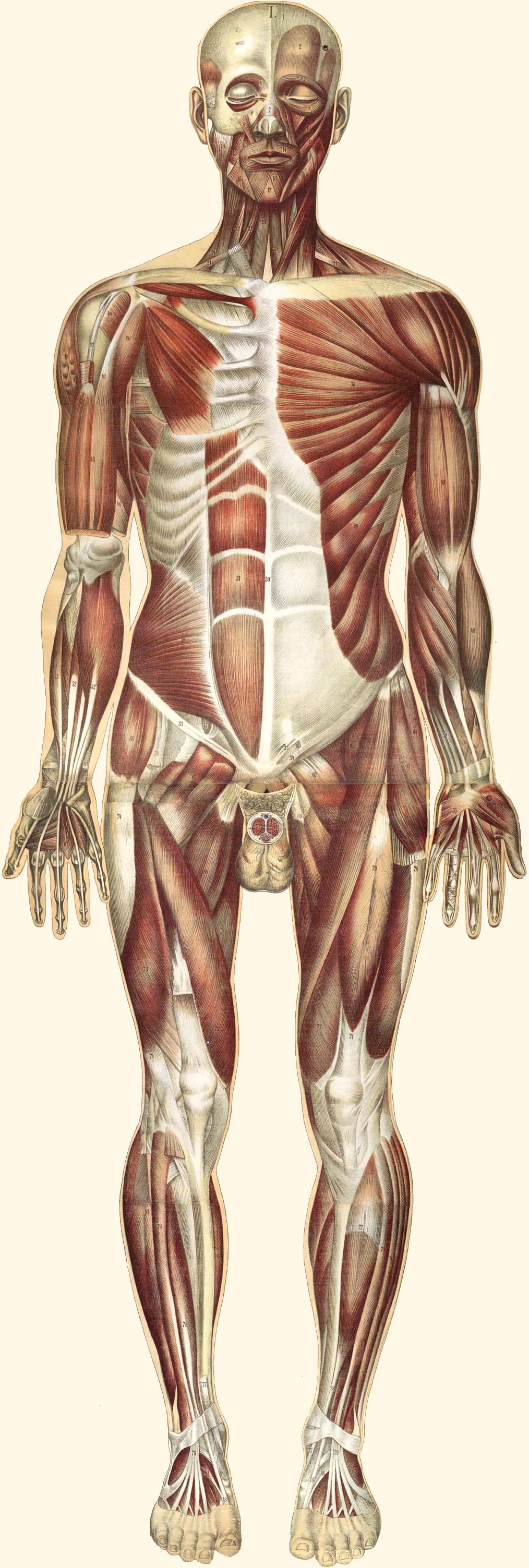 An old colorful drawing showing all the muscles in the body.