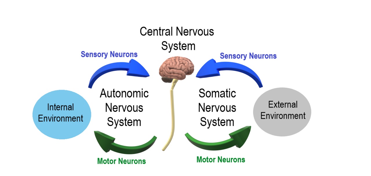 A drawing showing how nerves send signals through the body.