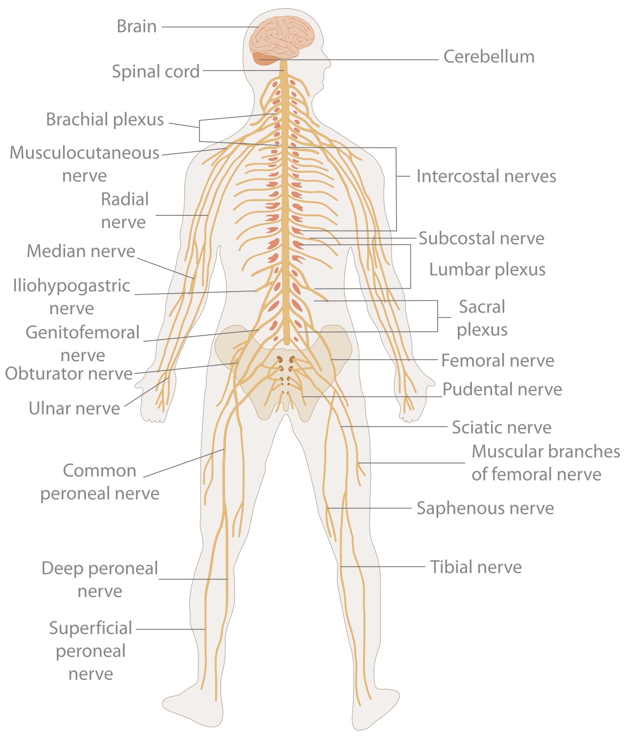 The Nervous System