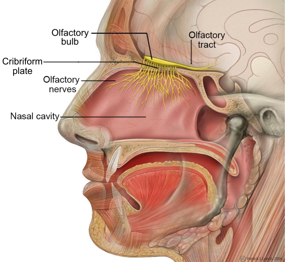 A labeled drawing of the nose and how smells reach the brain.