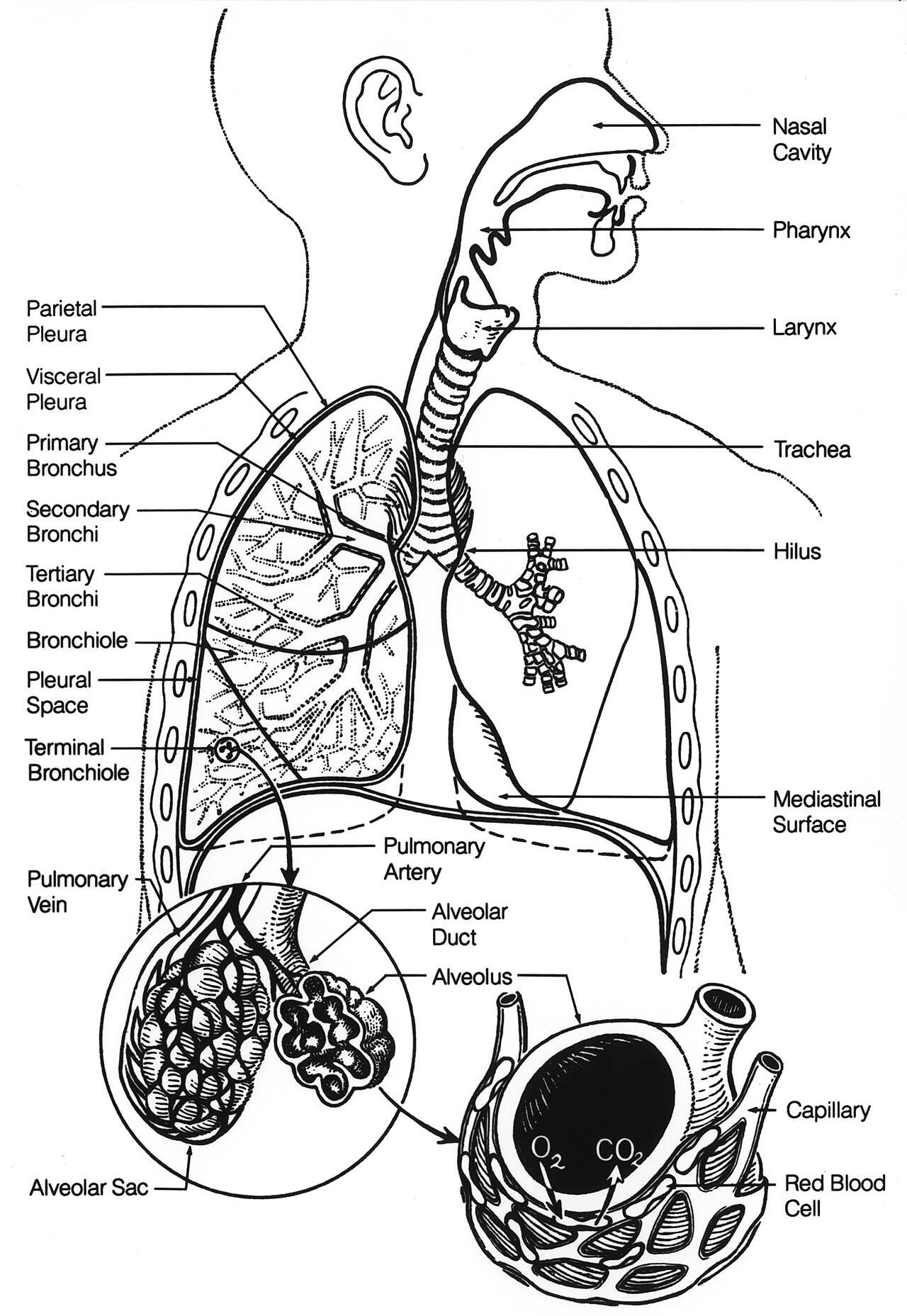 A colorful drawing of the lungs and breathing tubes.