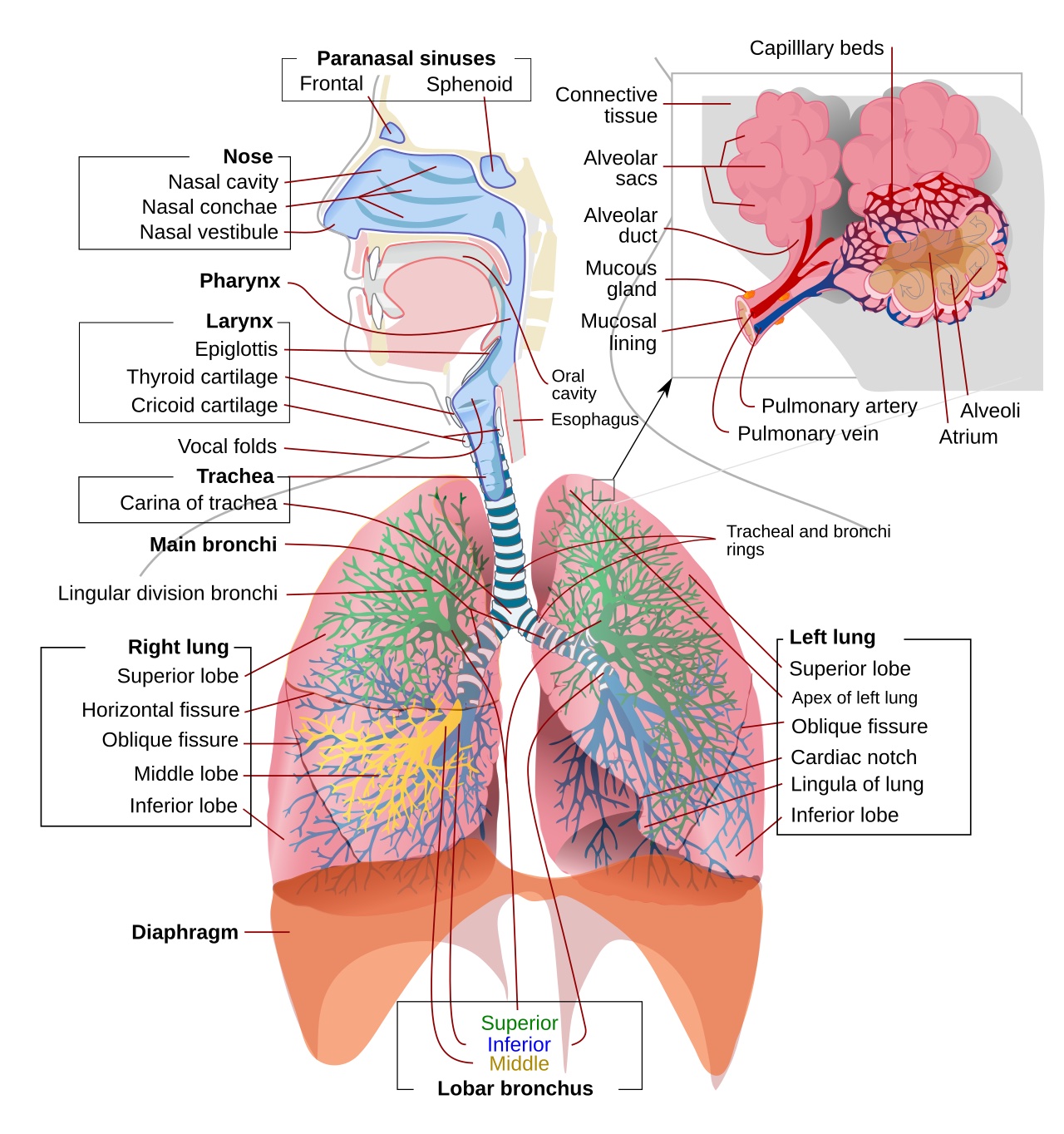 The Respiratory System