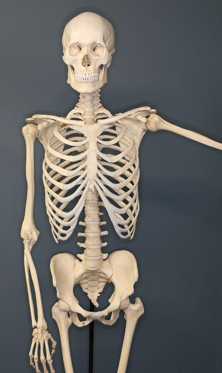 A full human skeleton on display at a museum.