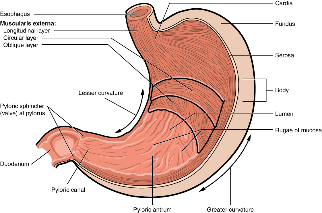 A colorful drawing of the stomach inside the body.