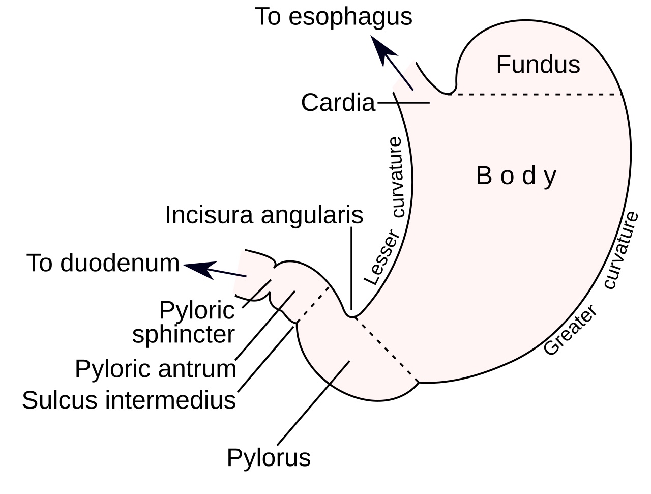 The Stomach