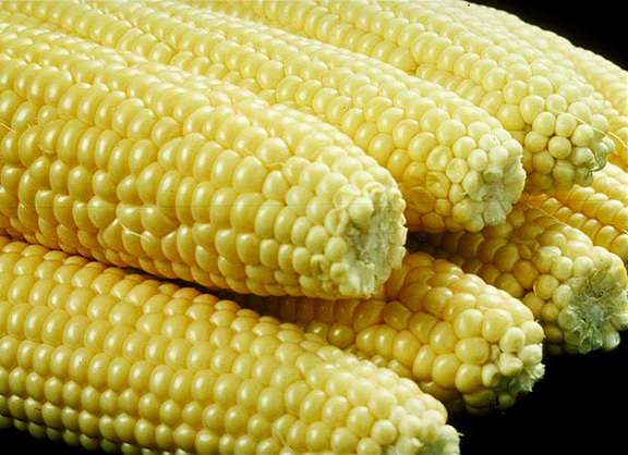 The Columbian Exchange