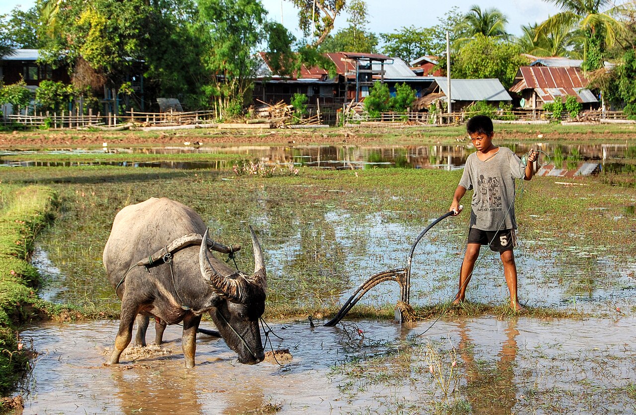 A child guides a buffalo pulling a plow through the field.
