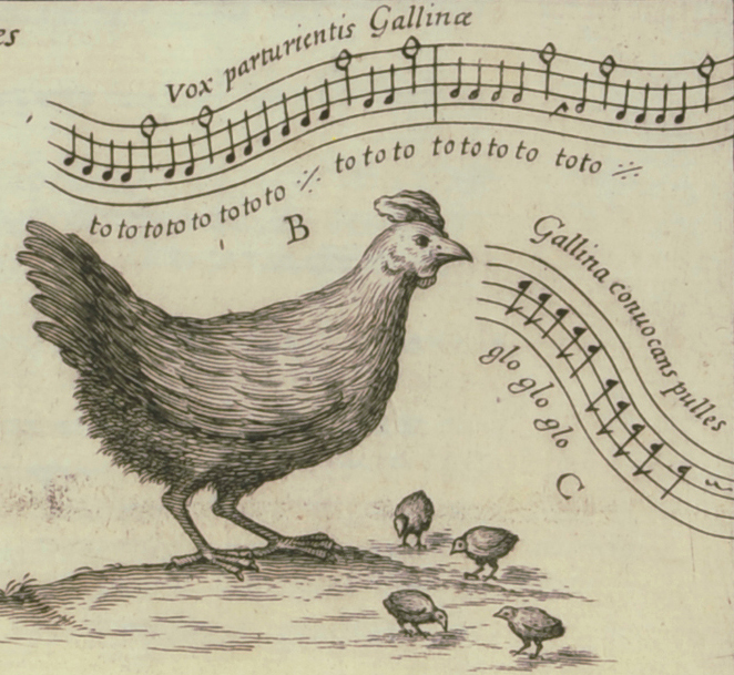 An old drawing showing the sounds hens and chicks make.