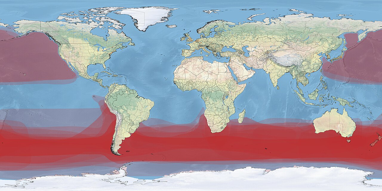 A map showing where albatrosses fly over the oceans.