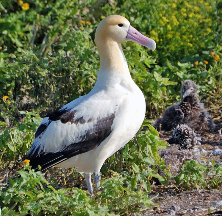 Albatrosses