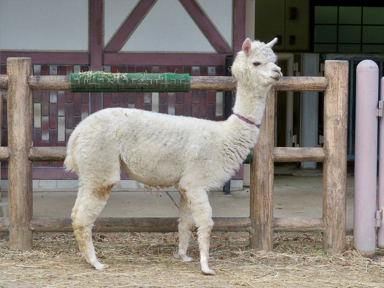 Alpacas