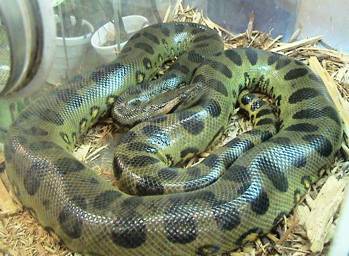 Anacondas