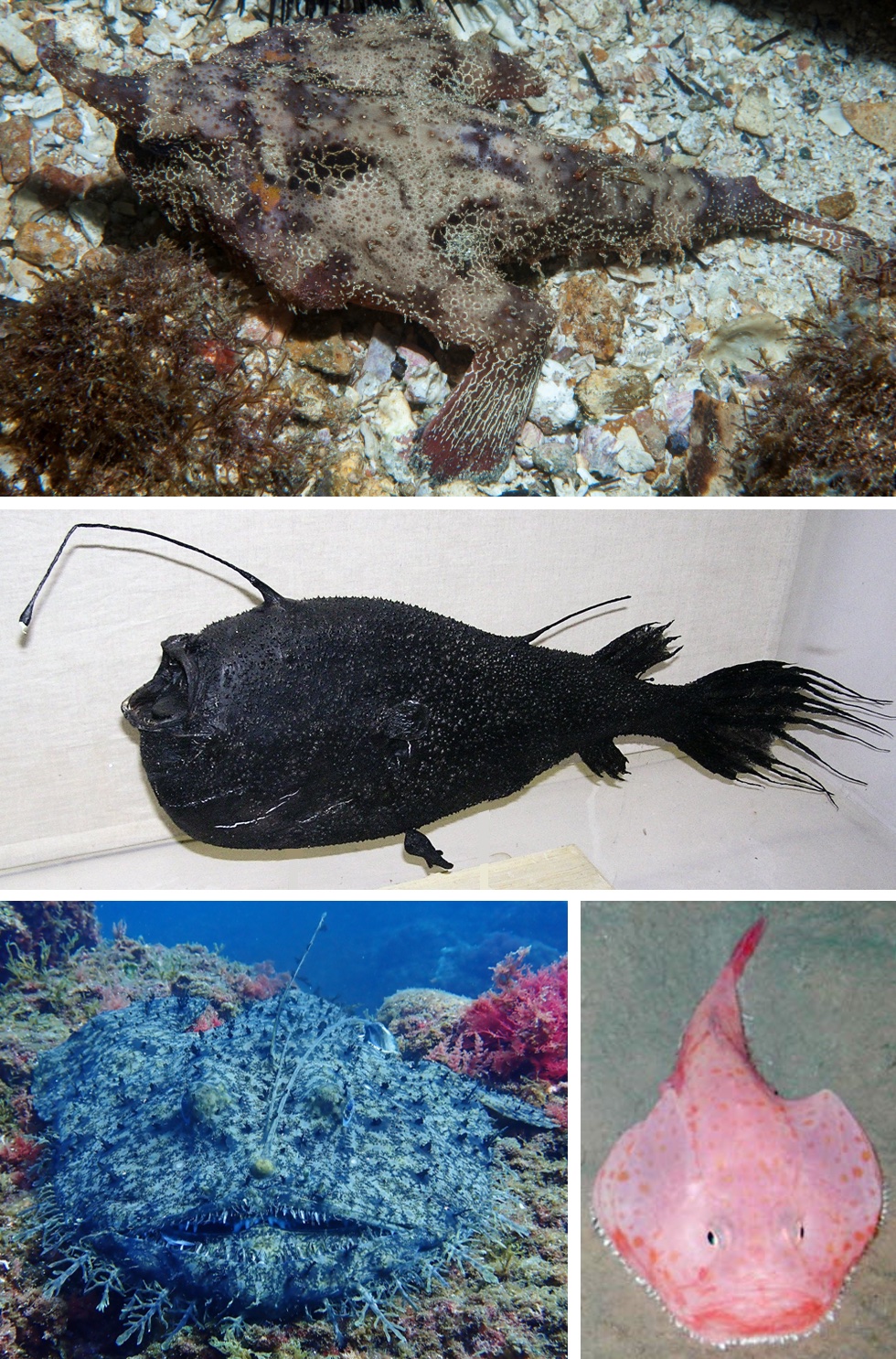 Anglerfish