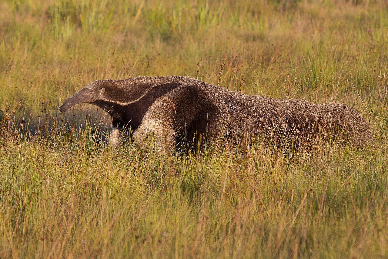 Anteaters